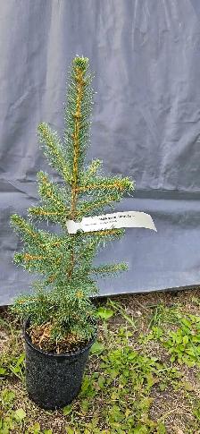 Spruce Trees for sale - Photo 4