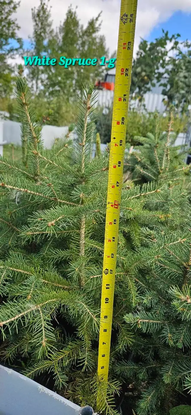 Spruce Trees for sale - Photo 5