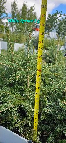 Spruce Trees for sale - Photo 5