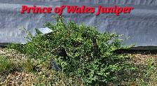 Spruce Trees for sale - Photo 6