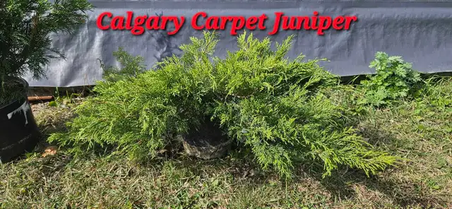 Spruce Trees for sale - Photo 7