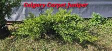 Spruce Trees for sale - Photo 7