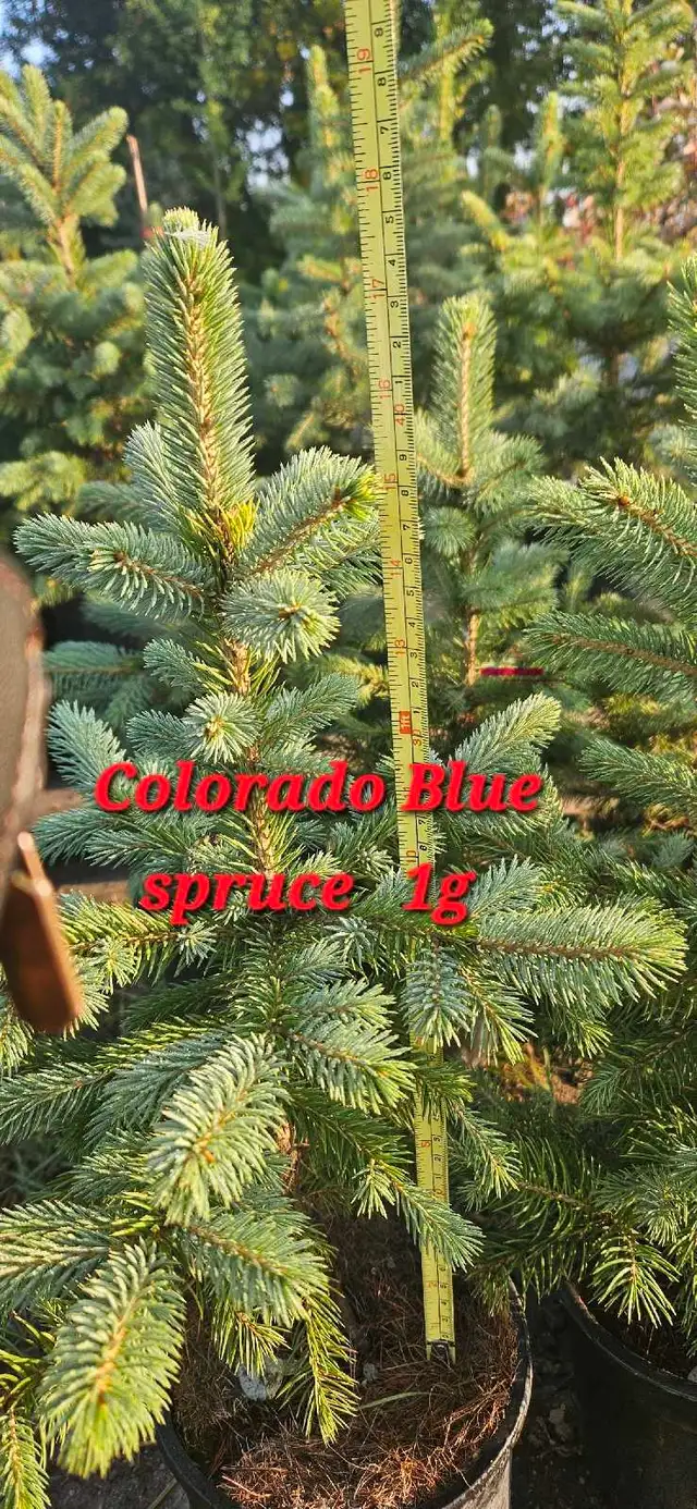 Spruce Trees for sale - Photo 8