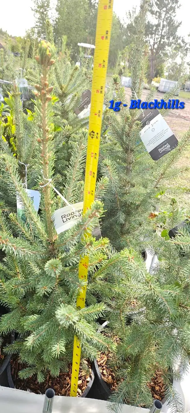 Spruce Trees for sale - Photo 9