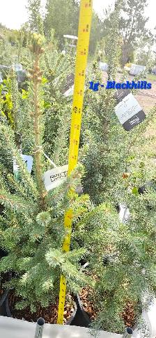 Spruce Trees for sale - Photo 9