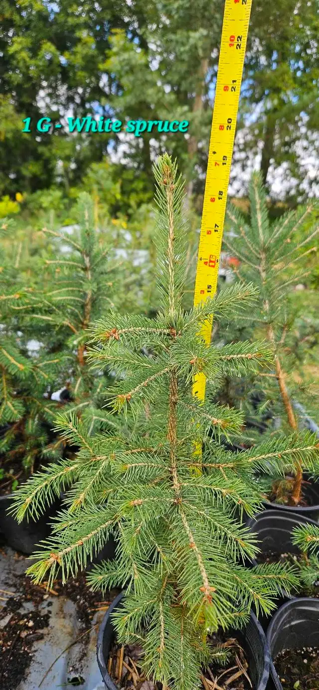 Spruce Trees for sale - Photo 10