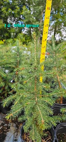 Spruce Trees for sale - Photo 10
