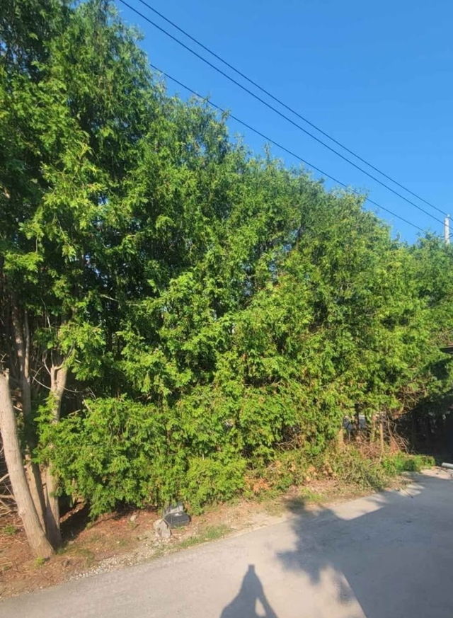 Tree Removal and yardwork - Photo 2