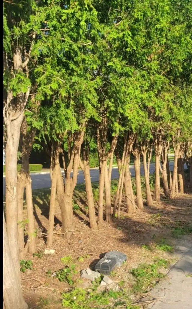 Tree Removal and yardwork - Photo 3