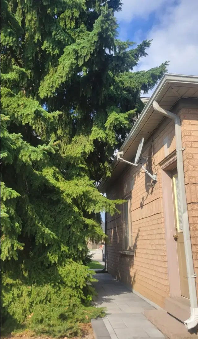 Tree Removal and yardwork - Photo 4