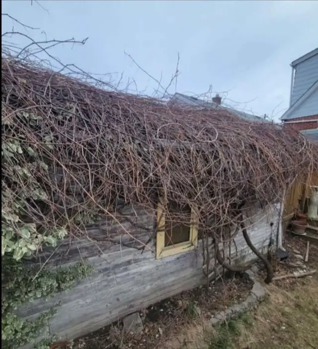 Tree Removal and yardwork - Photo 6