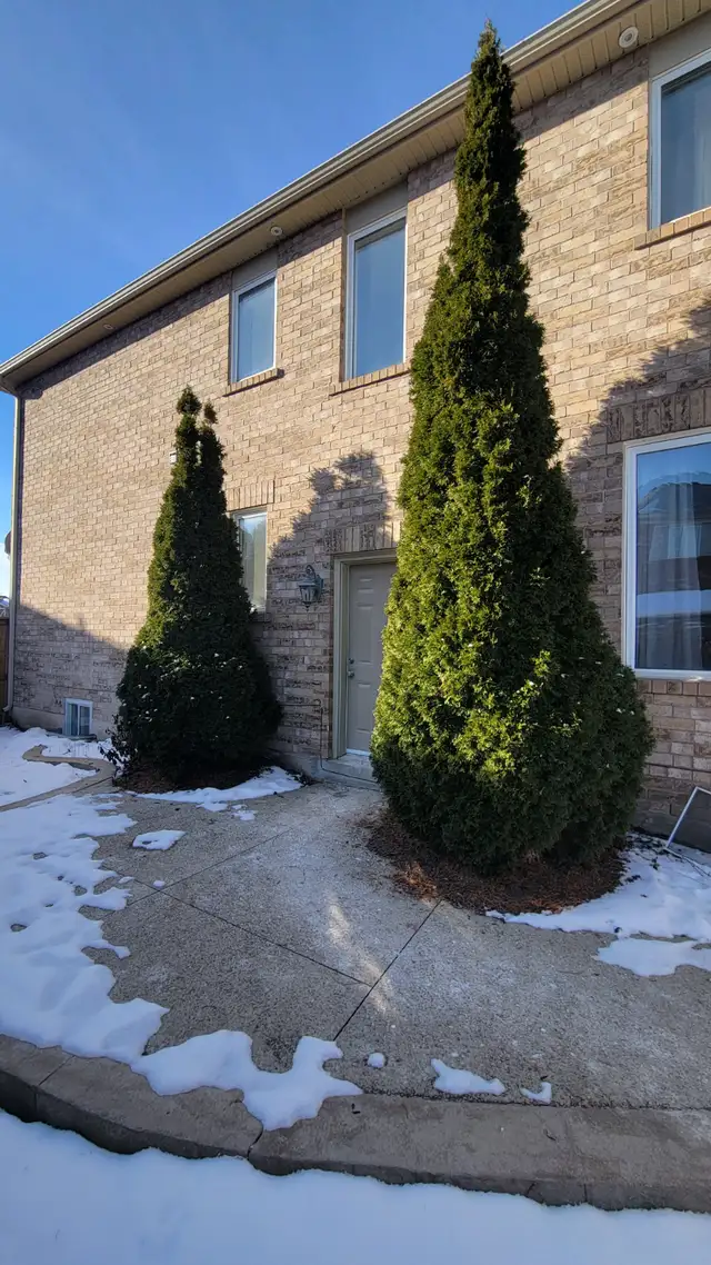 Tree Removal and yardwork - Photo 8