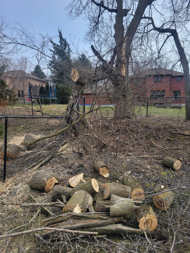 Tree Removal and yardwork - Photo 10