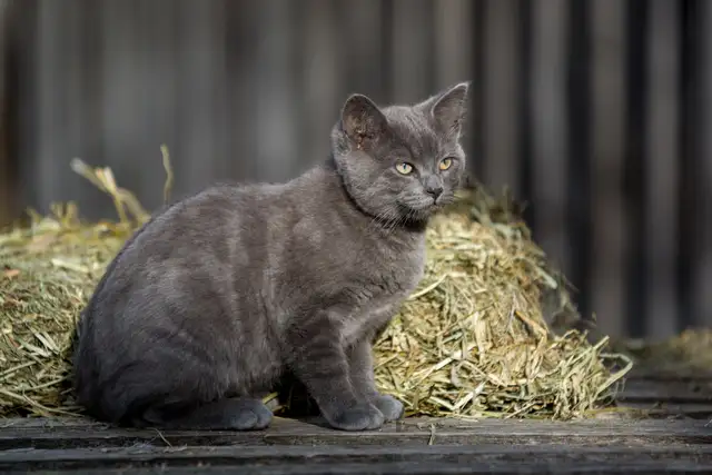 Chatons de ferme/Barn Kittens