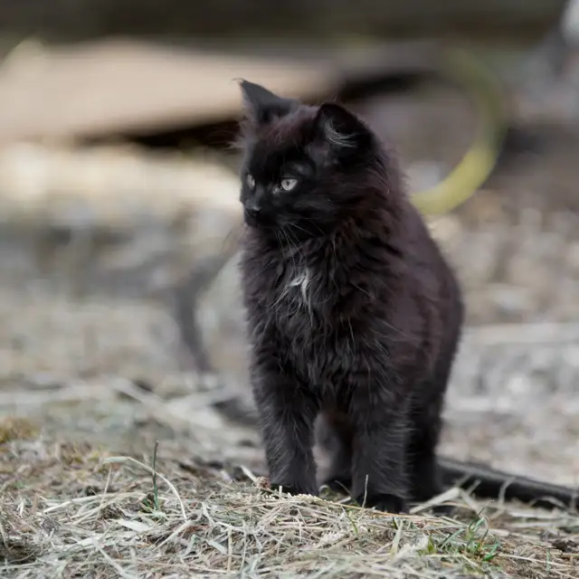 Chatons de ferme/Barn Kittens - Photo 2