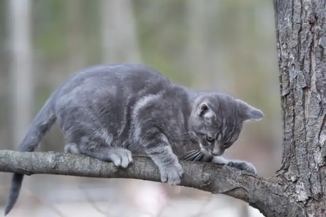 Chatons de ferme/Barn Kittens - Photo 3