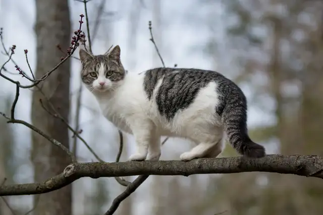 Chatons de ferme/Barn Kittens - Photo 4