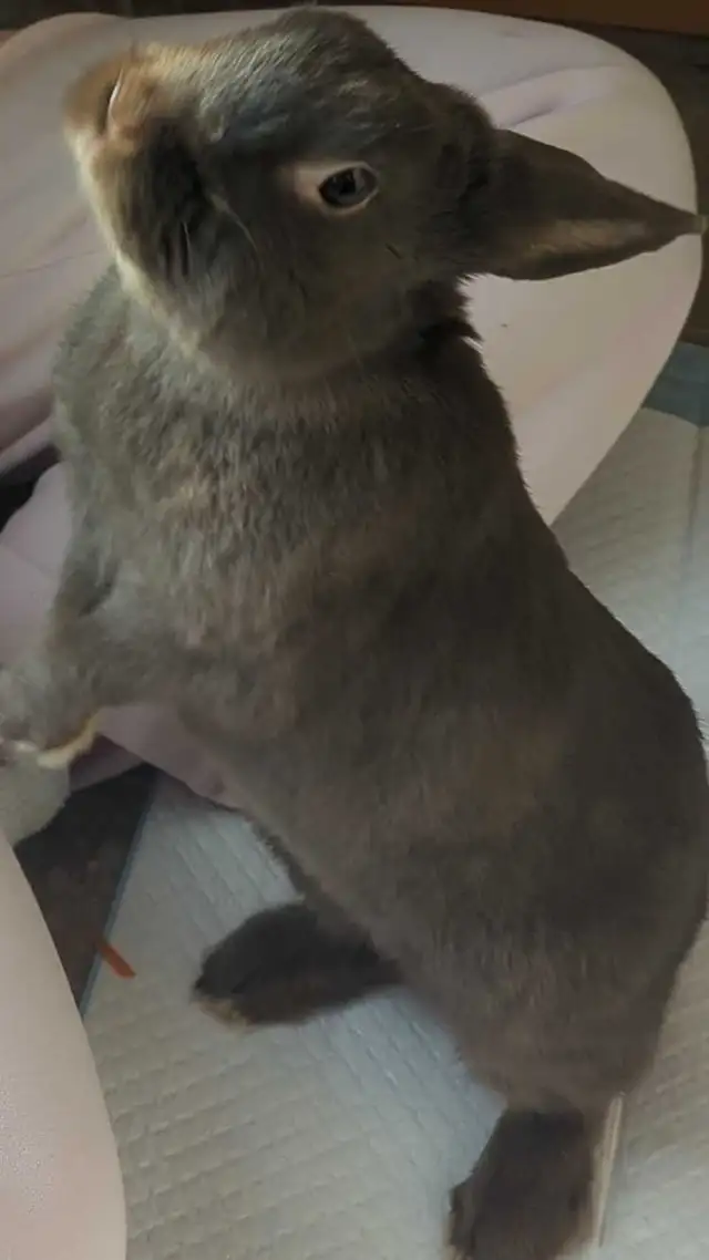 Bunny Rabbit - Photo 2