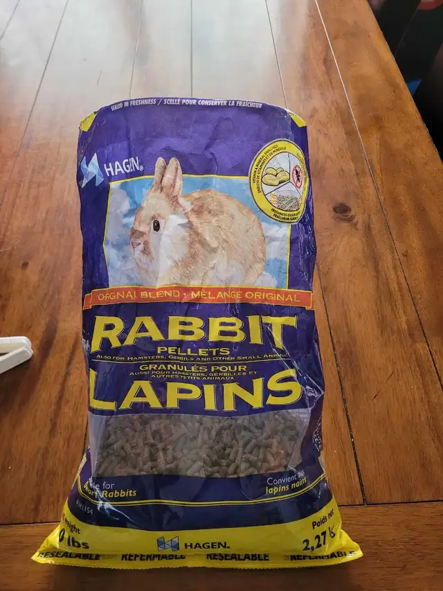 Bunny Rabbit - Photo 3