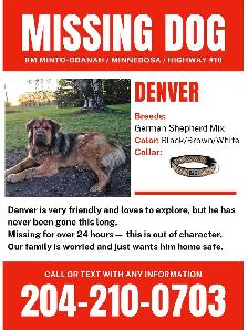MISSING DOG – $200 REWARD – NO QUESTIONS ASKED