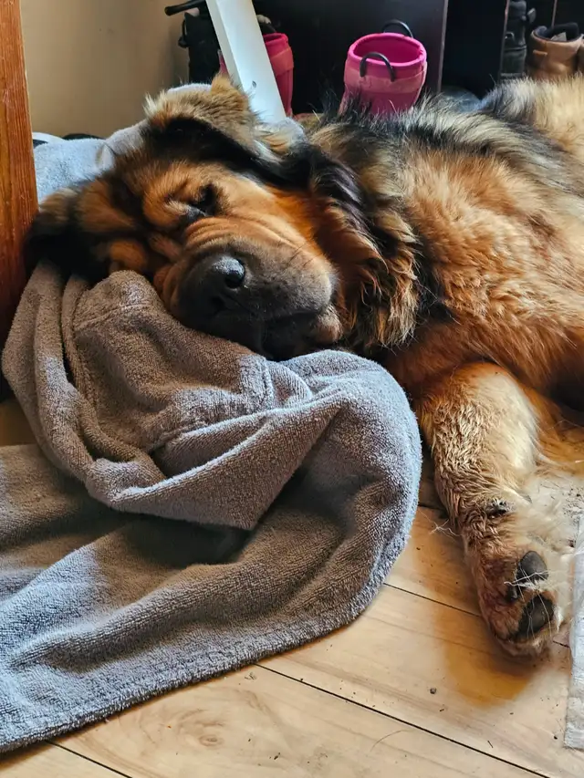 MISSING DOG – $200 REWARD – NO QUESTIONS ASKED - Photo 2