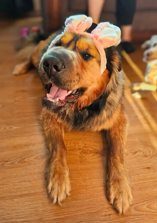 MISSING DOG – $200 REWARD – NO QUESTIONS ASKED - Photo 3