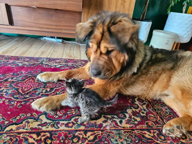 MISSING DOG – $200 REWARD – NO QUESTIONS ASKED - Photo 4