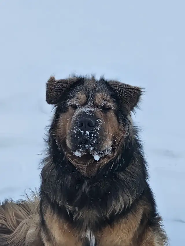 MISSING DOG – $200 REWARD – NO QUESTIONS ASKED - Photo 5