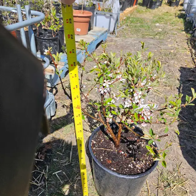 Trees for Sale - Photo 2