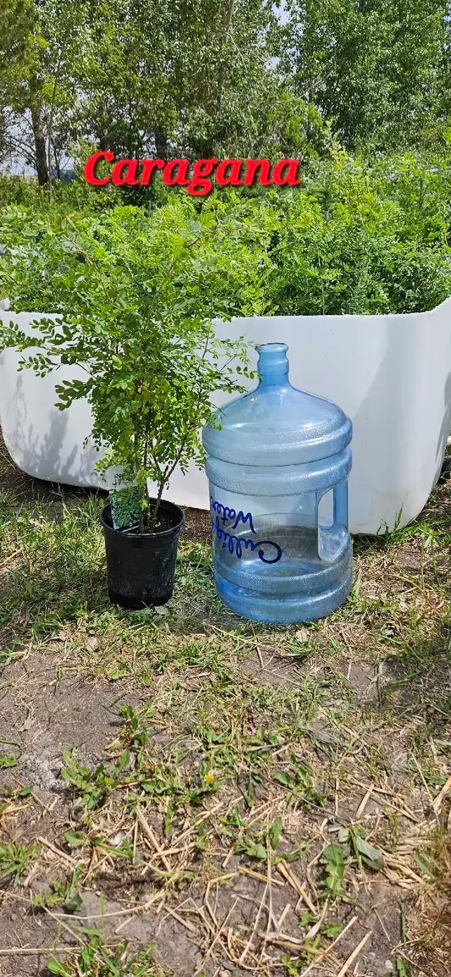 Trees for Sale - Photo 3