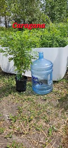 Trees for Sale - Photo 3