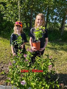 Trees for Sale - Photo 5