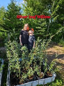 Trees for Sale - Photo 6