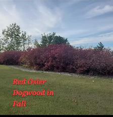 Trees for Sale - Photo 8