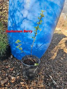 Trees for Sale - Photo 9