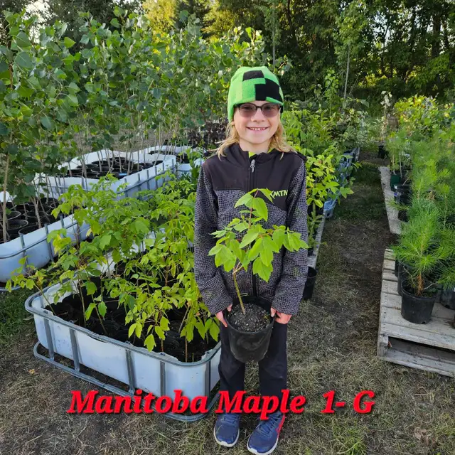 Trees for Sale - Photo 10
