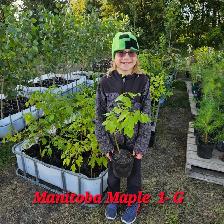 Trees for Sale - Photo 10