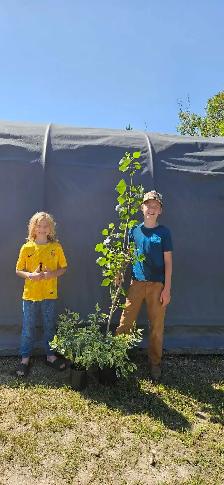 Poplar Trees for sale - Photo 2