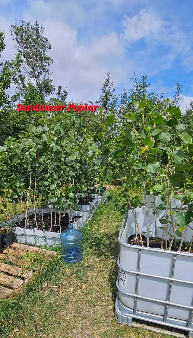 Poplar Trees for sale - Photo 3