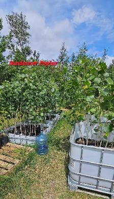 Poplar Trees for sale - Photo 3