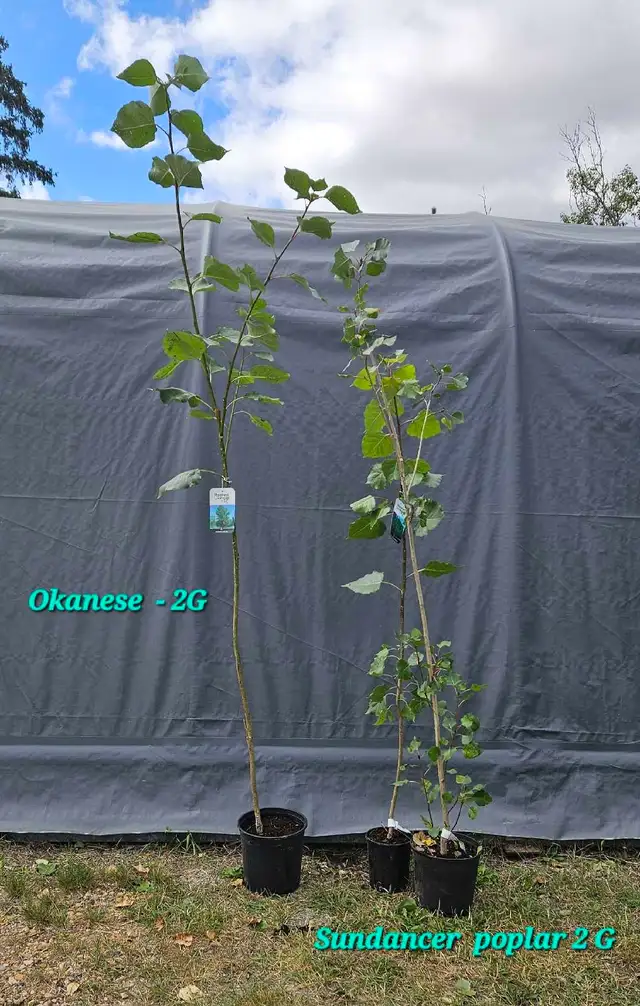 Poplar Trees for sale - Photo 4