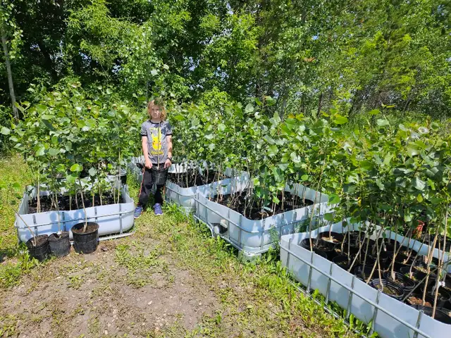 Poplar Trees for sale - Photo 5