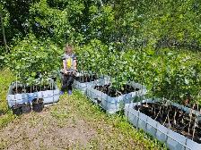 Poplar Trees for sale - Photo 5