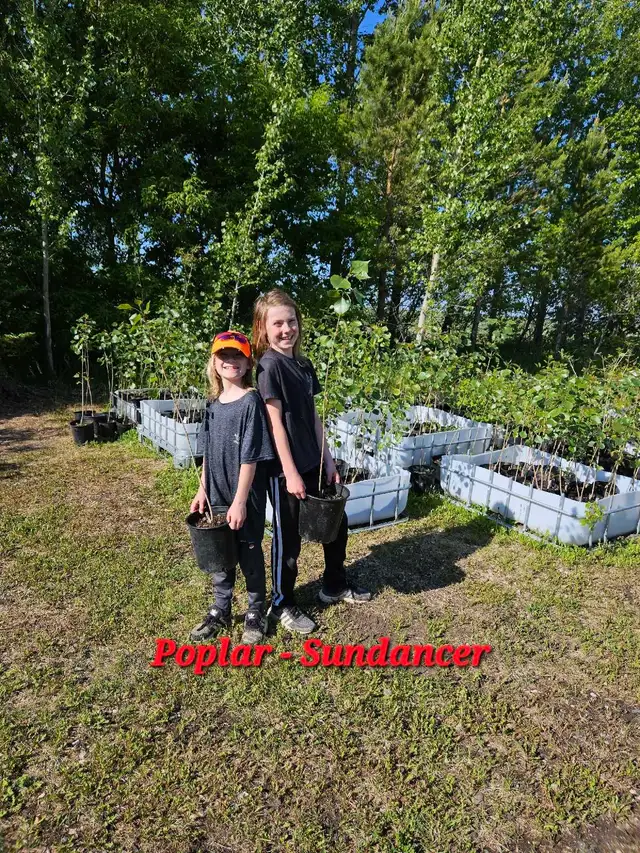 Poplar Trees for sale - Photo 6