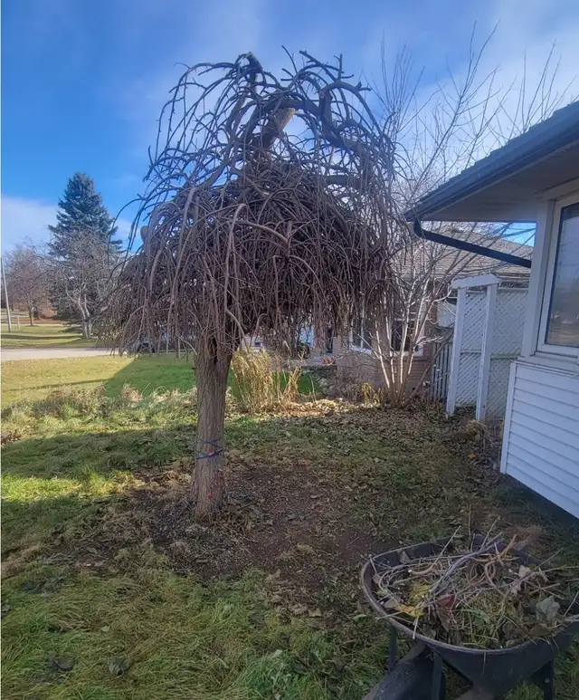 Stump Grinding and tree removal - Photo 5