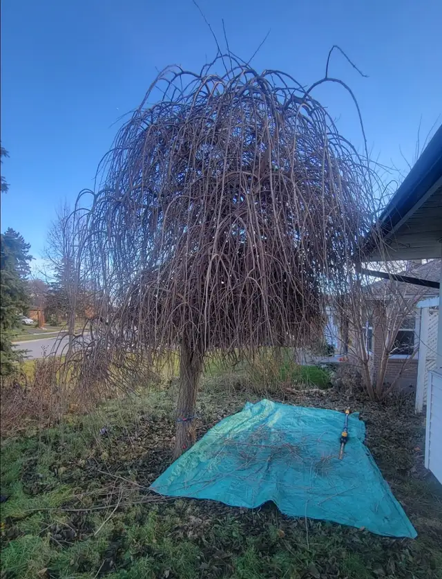 Stump Grinding and tree removal - Photo 6