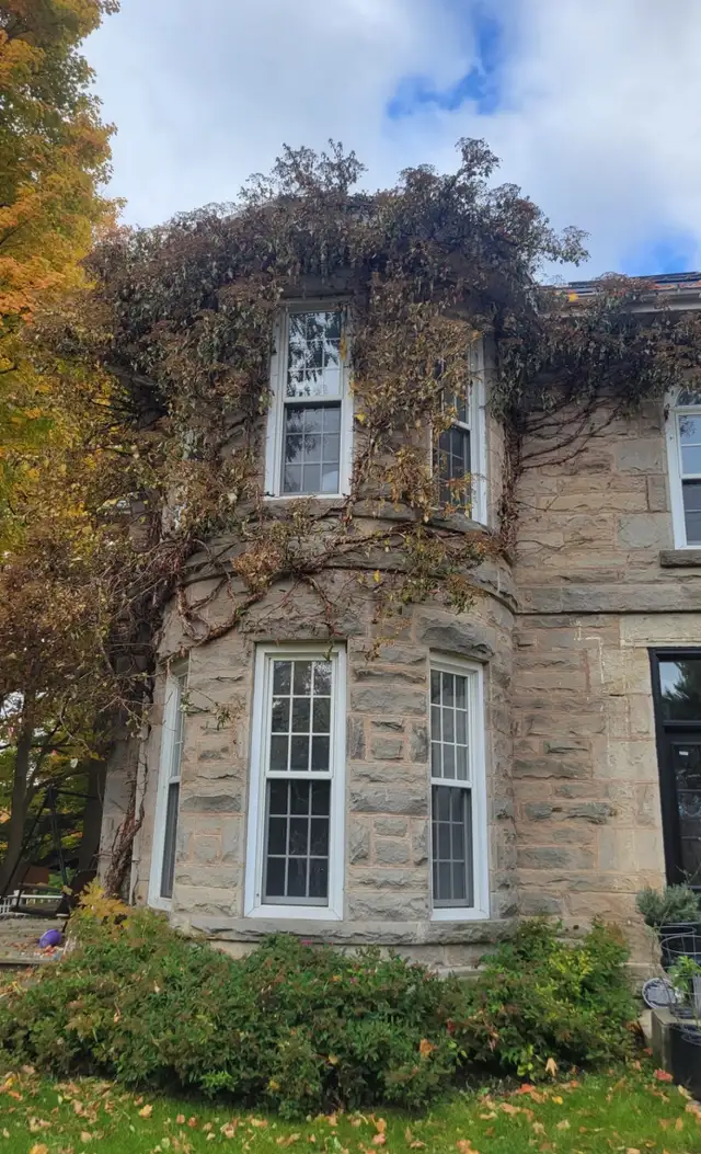 Stump Grinding and tree removal - Photo 8