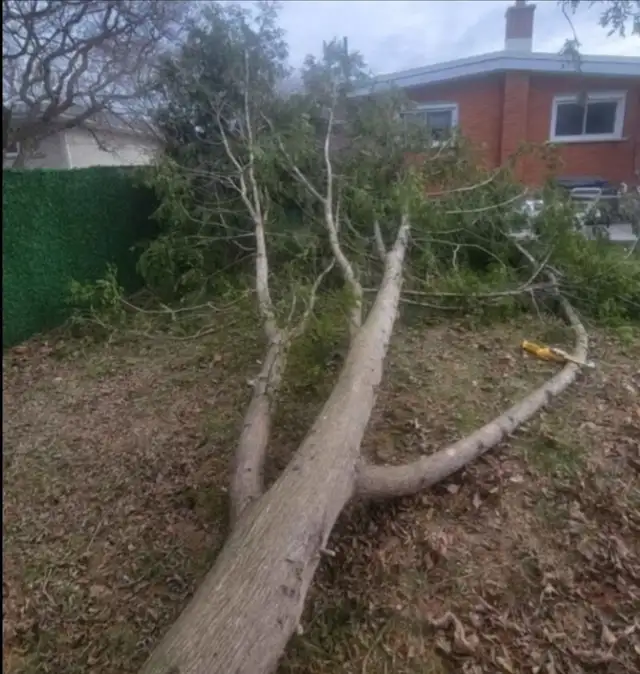 Stump Grinding and tree removal - Photo 10