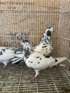 pigeons for sale