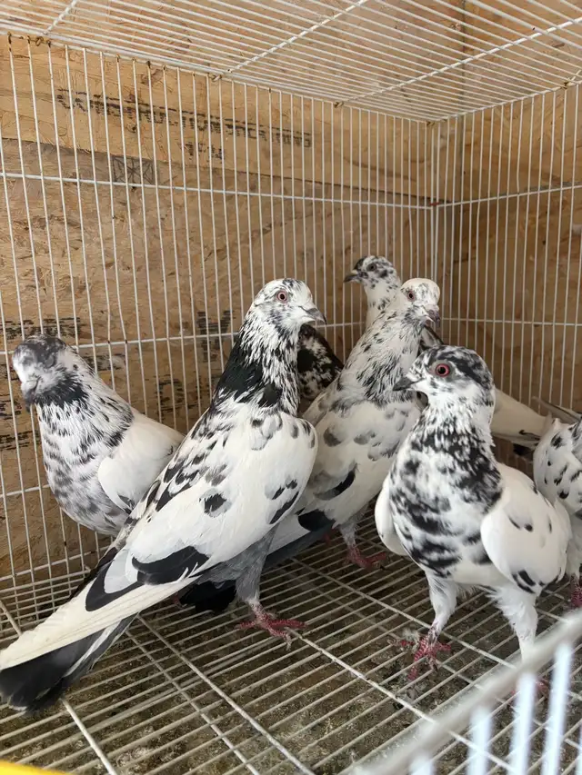 pigeons for sale - Photo 3